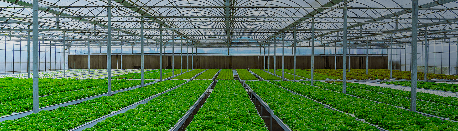 Vegetable growing base